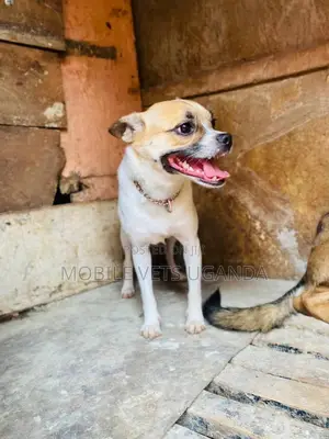 6-12 months Female Purebred Jack Russell Terrier