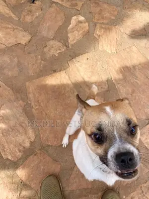 3-6 months Female Purebred Jack Russell Terrier