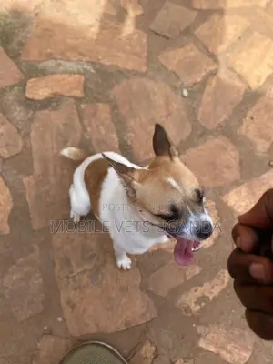 6-12 months Female Purebred Jack Russell Terrier