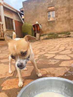 3-6 months Female Purebred Jack Russell Terrier