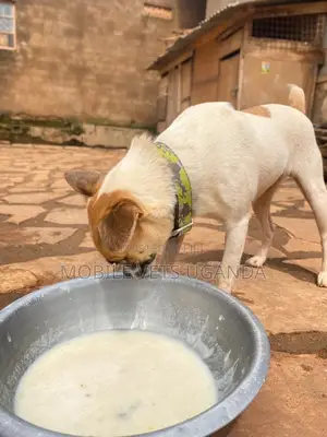 3-6 months Female Purebred Jack Russell Terrier