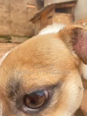 3-6 months Female Purebred Jack Russell Terrier