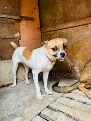 6-12 months Female Purebred Jack Russell Terrier