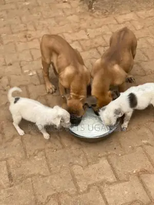 3-6 months Female Purebred Boerboel