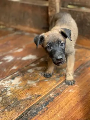 3-6 months Female Purebred Belgian Malinois