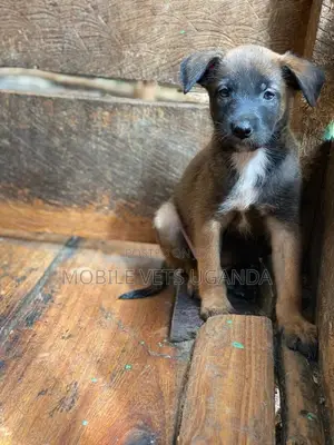 1-3 months Male Purebred Belgian Malinois