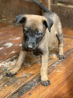 3-6 months Male Purebred Belgian Malinois