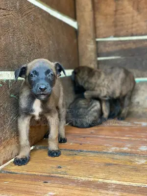1-3 months Female Purebred Belgian Malinois
