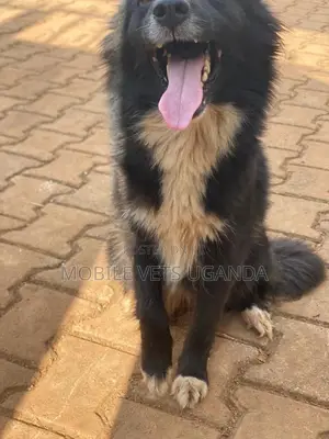 6-12 months Female Purebred Japanese Spitz