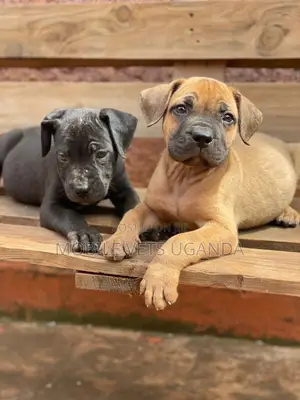 1-3 months Male Purebred Boerboel