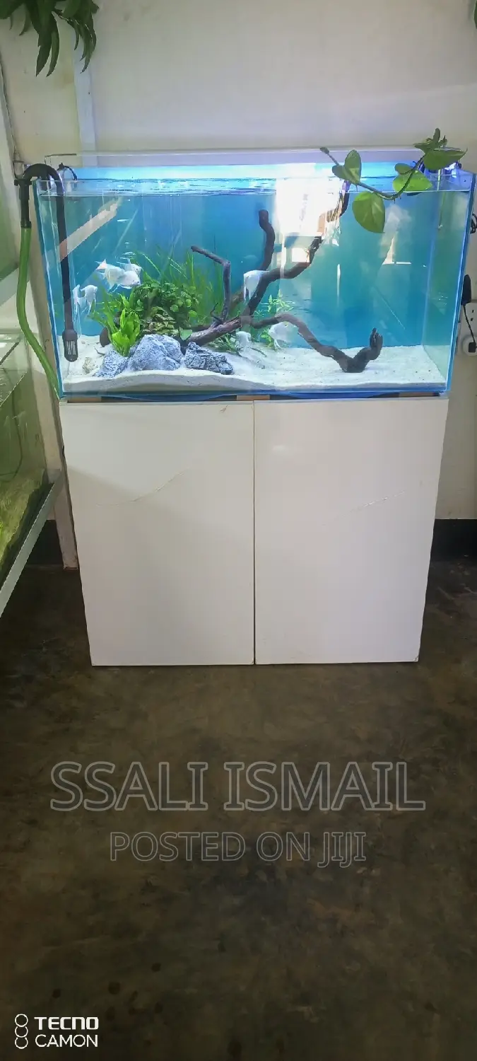 Pure White Nice Aquarium