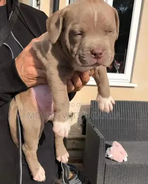 3-6 months Female Purebred American Pit Bull Terrier