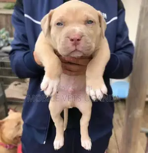 0-1 month Female Purebred American Pit Bull Terrier