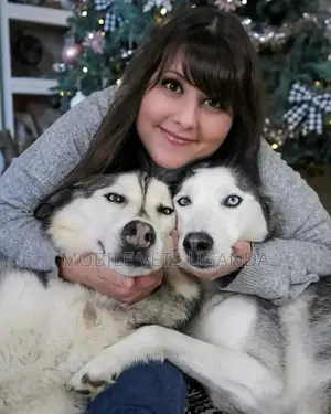 6-12 months Female Purebred Siberian Husky