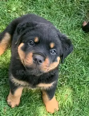 1-3 months Female Purebred Rottweiler