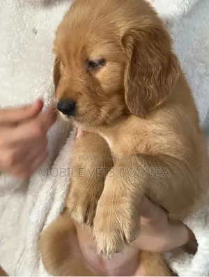 3-6 months Female Purebred Golden Retriever