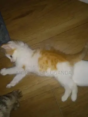3-6 months Male Purebred American Wirehair