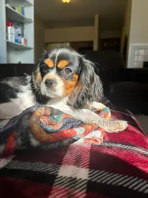 3-6 months Female Purebred Cocker Spaniel