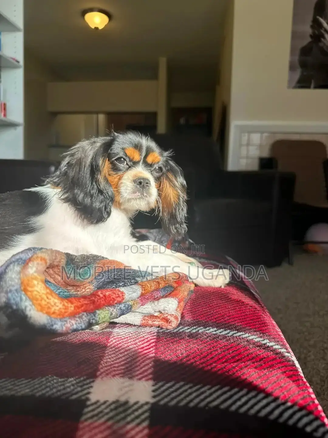 3-6 months Female Purebred Cocker Spaniel