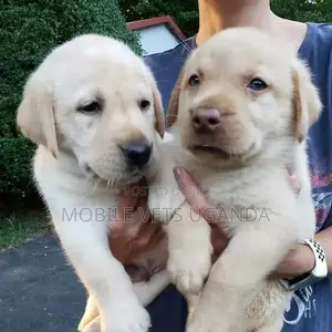 1-3 months Male Purebred Labradoodle