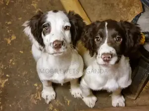 1-3 months Female Purebred Cocker Spaniel