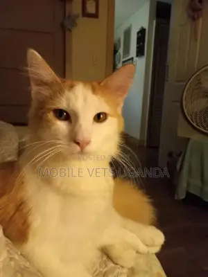 6-12 months Male Purebred American Bobtail