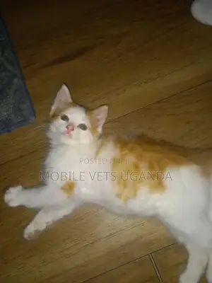 3-6 months Male Purebred American Wirehair