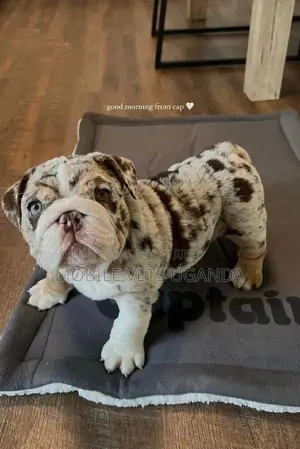 1-3 months Male Purebred Bulldog