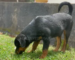 3-6 months Female Purebred Rottweiler