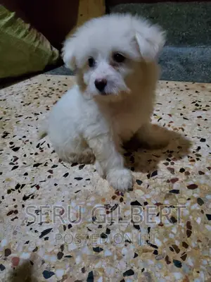 3-6 months Male Purebred Maltese