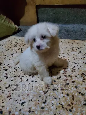 1-3 months Male Purebred Maltese