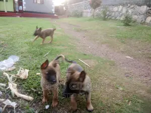 1-3 months Male Purebred Belgian Malinois