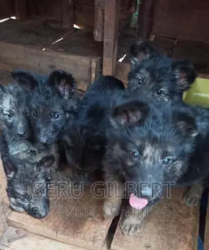 3-6 months Male Purebred German Shepherd