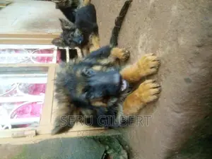 1-3 months Male Purebred German Shepherd