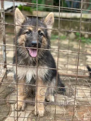 1-3 months Male Purebred German Shepherd