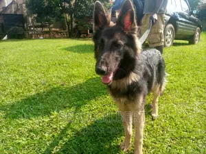 1-3 months Male Purebred German Shepherd