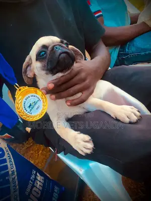 1-3 months Male Purebred Pug