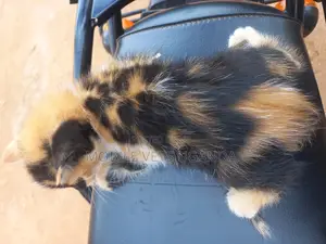 0-1 month Female Purebred American Curl