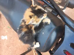 3-6 months Male Purebred American Wirehair