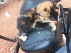 3-6 months Female Purebred American Shorthair