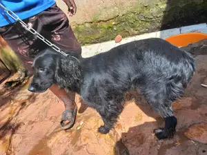 6-12 months Male Purebred Cocker Spaniel