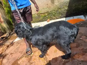 3-6 months Female Purebred Cocker Spaniel