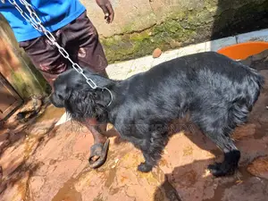 3-6 months Male Purebred Cocker Spaniel