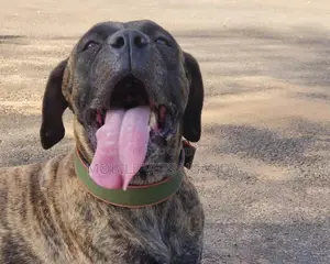 6-12 months Male Purebred Boerboel