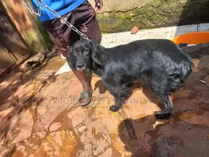6-12 months Female Purebred English Springer Spaniel