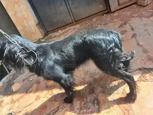 6-12 months Female Purebred Cocker Spaniel