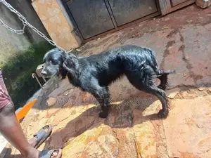 1+ year Male Purebred English Cocker Spaniel
