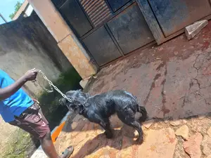 6-12 months Female Purebred Cocker Spaniel