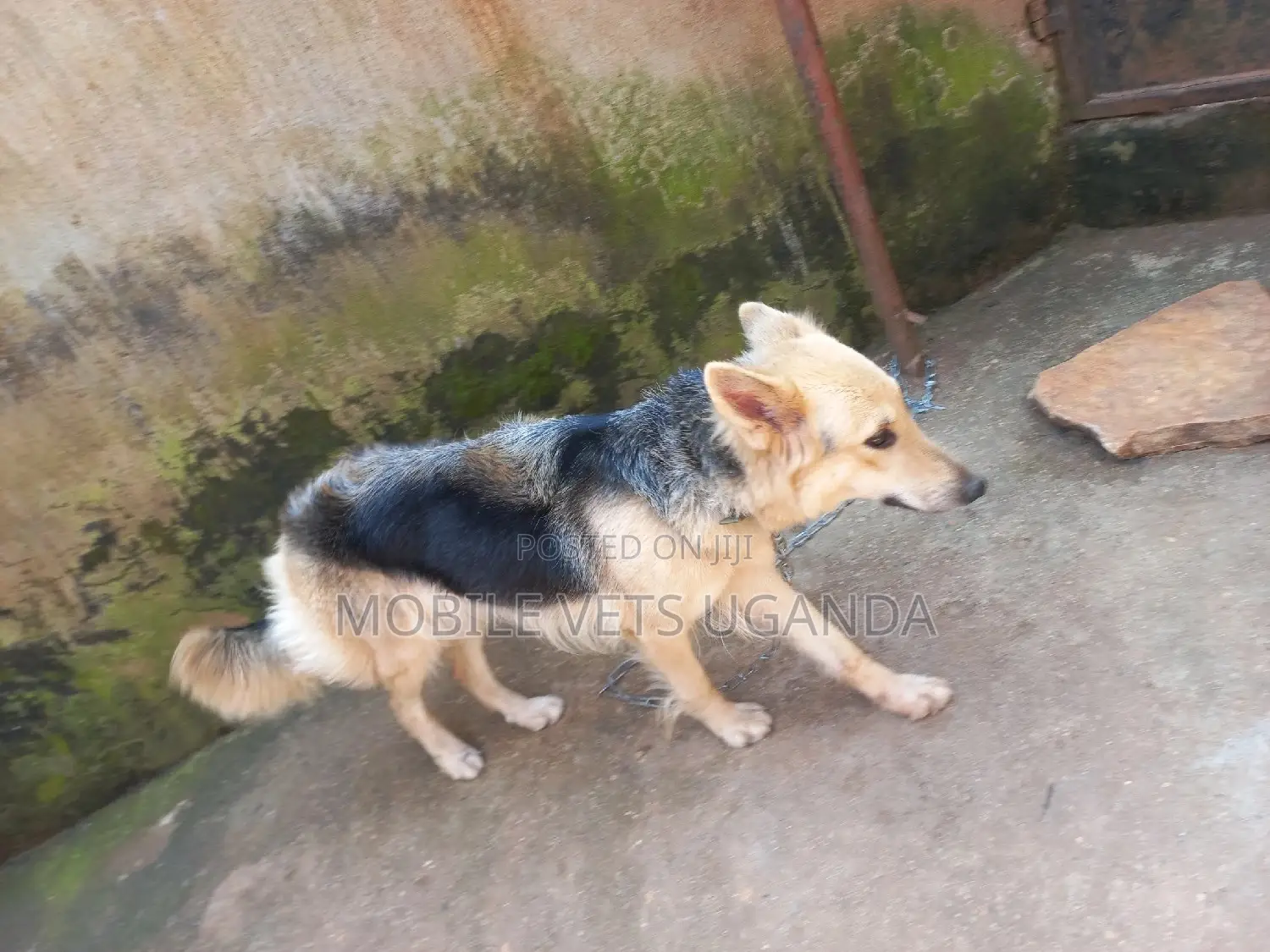 1+ year Female Purebred German Shepherd