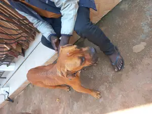 6-12 months Female Purebred Boerboel